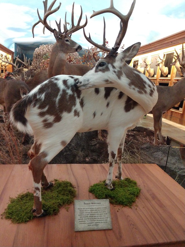 IMG_20180527_110151491_LL