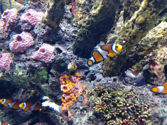 IMG_20180527_131118844