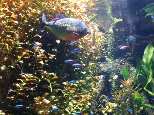 IMG_20180527_132023887