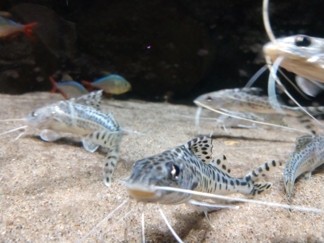 IMG_20180527_132302957